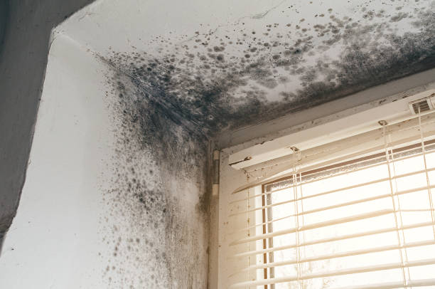 Affordable Basement Mold Removal solutions in Jenison, MI